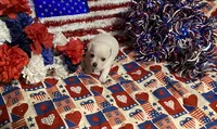Smo, a male Chihuahua for sale in Seminole, OK – 7 of 9