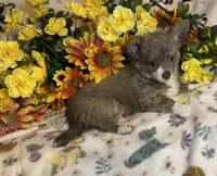 Brian ( Olivia C #1), a male Chihuahua for sale in Seminole, OK – 2 of 6