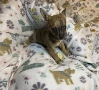 Bonnie ( Olivia C. #5 ), a female Chihuahua for sale in Seminole, OK – 3 of 6