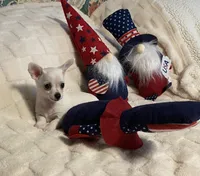 Smo, a male Chihuahua for sale in Seminole, OK – 5 of 9