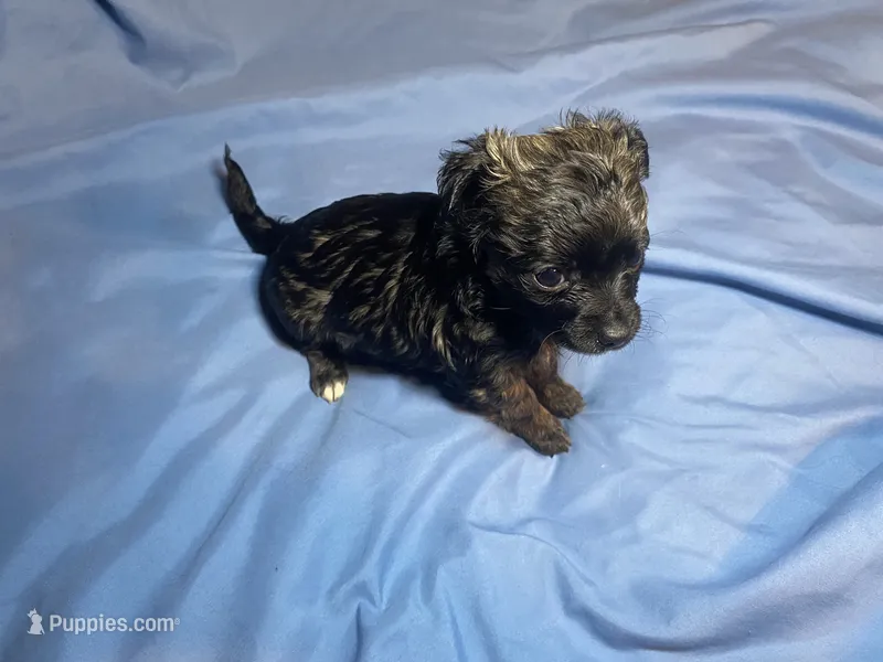 Alfred  Lydia #1 – Chihuahua puppy for sale in Seminole, OK