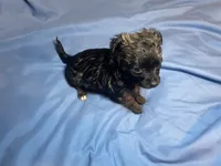 Alfred  Lydia #1, a male Chihuahua for sale in Seminole, OK – 1 of 6