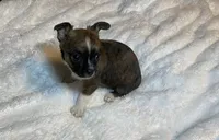 Adara Lydia #3, a female Chihuahua for sale in Seminole, OK – 5 of 6
