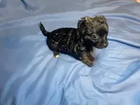 Alfred  Lydia #1, a male Chihuahua for sale in Seminole, OK – 5 of 6