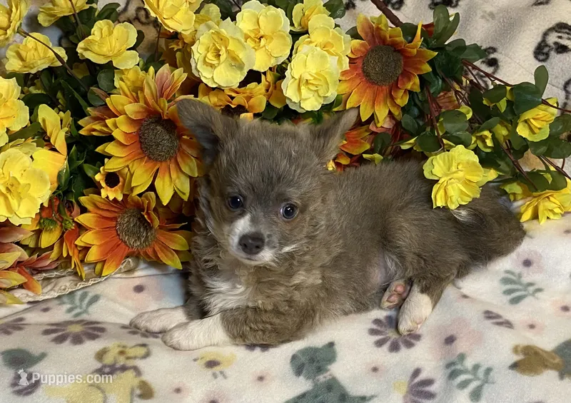 Brian ( Olivia C #1) – Chihuahua puppy for sale in Seminole, OK