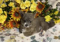 Brian ( Olivia C #1), a male Chihuahua for sale in Seminole, OK – 1 of 6