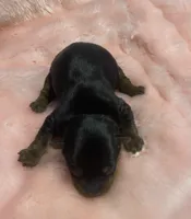 Amelia’s girls, a female Yorkshire Terrier for sale in Seminole, OK – Photo 3 of 6