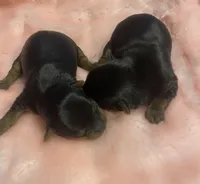 Amelia’s girls, a female Yorkshire Terrier for sale in Seminole, OK – Photo 4 of 6