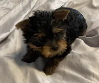 Amelia’s girls, a female Yorkshire Terrier for sale in Seminole, OK – Photo 2 of 6