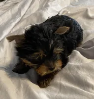 Amelia’s girls, a female Yorkshire Terrier for sale in Seminole, OK – Photo 5 of 6