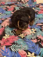 Amelia’s girls, a female Yorkshire Terrier for sale in Seminole, OK – Photo 6 of 6