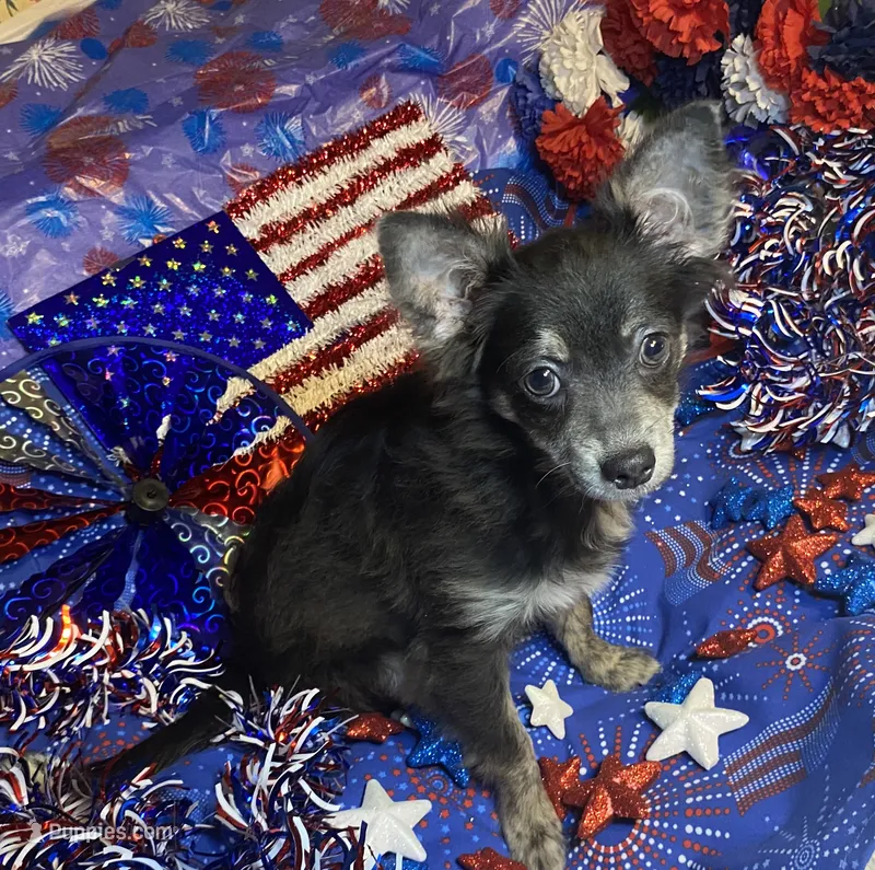 Olivia C.    # 1 – Chihuahua puppy for sale in Seminole, OK