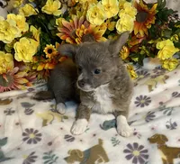 Brian ( Olivia C #1), a male Chihuahua for sale in Seminole, OK – 4 of 6