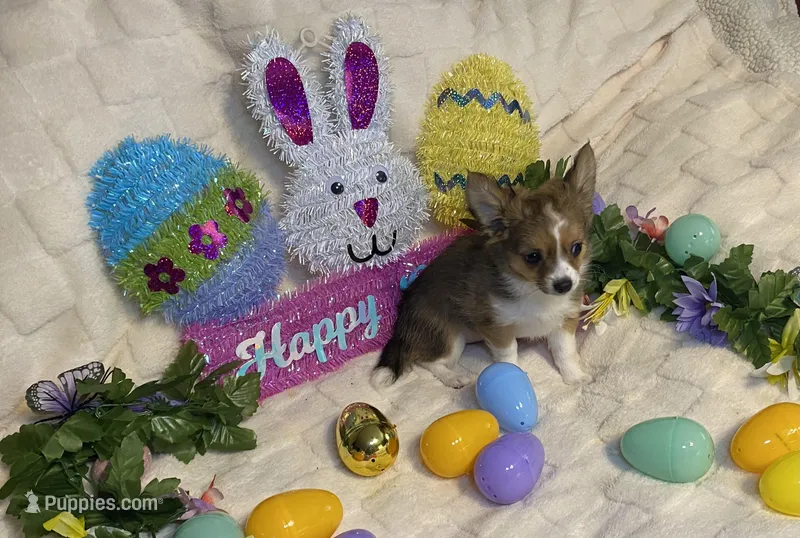 Lydia # 4 – Chihuahua puppy for sale in Seminole, OK