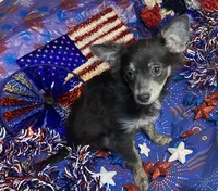Olivia C.    # 1, a male Chihuahua for sale in Seminole, OK – 3 of 8