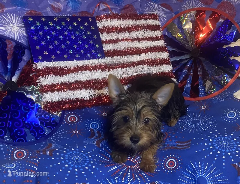 Penny, Sue # 2 – Yorkshire Terrier puppy for sale in Seminole, OK