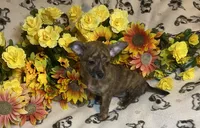 Bonnie ( Olivia C. #5 ), a female Chihuahua for sale in Seminole, OK – 4 of 6