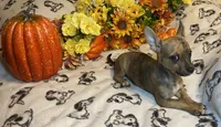 Abigail Lydia #4, a female Chihuahua for sale in Seminole, OK – 4 of 9