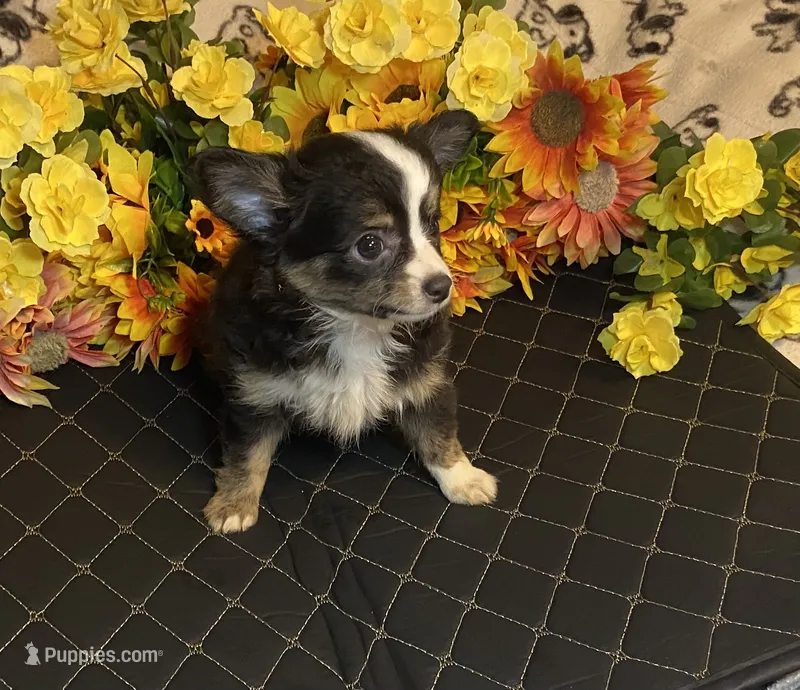Brooklyn ( Olivia C # 3 ) – Chihuahua puppy for sale in Seminole, OK