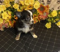 Brooklyn ( Olivia C # 3 ), a female Chihuahua for sale in Seminole, OK – 1 of 6