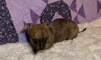 Bonnie ( Olivia C. #5 ), a female Chihuahua for sale in Seminole, OK – 2 of 6