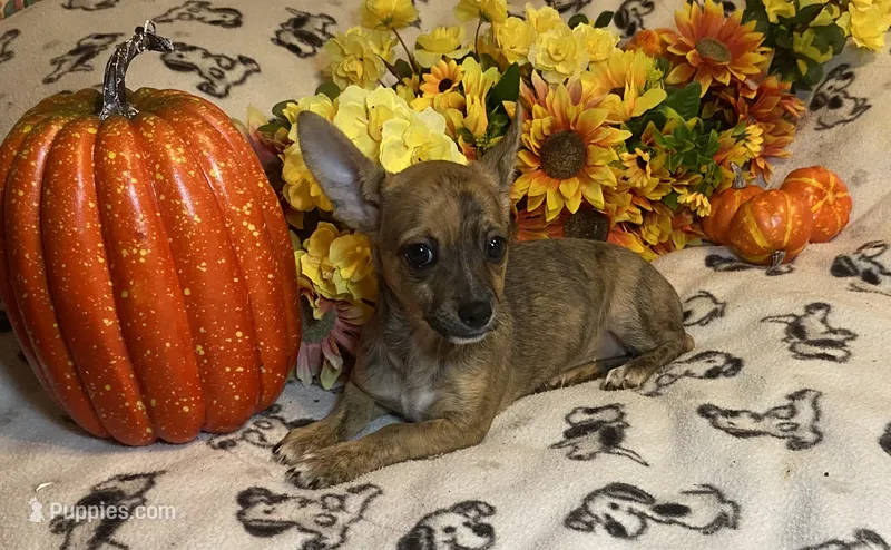 Abigail Lydia #4 – Chihuahua puppy for sale in Seminole, OK