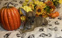 Abigail Lydia #4, a female Chihuahua for sale in Seminole, OK – 1 of 9