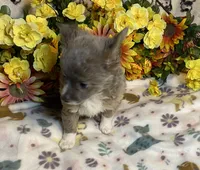 Brian ( Olivia C #1), a male Chihuahua for sale in Seminole, OK – 6 of 6