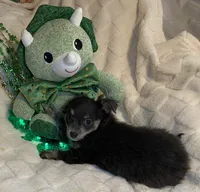 Olivia C.    # 1, a male Chihuahua for sale in Seminole, OK – Photo 5 of 6