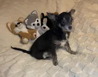 Olivia C.    # 1, a male Chihuahua for sale in Seminole, OK – Photo 2 of 6