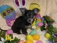 Olivia C.    # 1, a male Chihuahua for sale in Seminole, OK – Photo 3 of 6