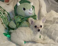 Olivia C.    #2, a male Chihuahua for sale in Seminole, OK – Photo 4 of 6