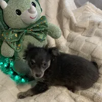 Olivia C.    # 1, a male Chihuahua for sale in Seminole, OK – Photo 6 of 6