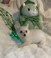 Olivia C.    #2, a male Chihuahua for sale in Seminole, OK – Photo 6 of 6