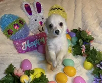 Olivia C.    #2, a male Chihuahua for sale in Seminole, OK – Photo 3 of 6