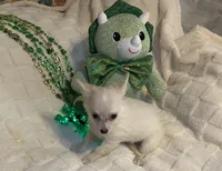 Olivia C.    #2, a male Chihuahua for sale in Seminole, OK – Photo 5 of 6