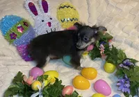 Olivia C.    # 1, a male Chihuahua for sale in Seminole, OK – Photo 4 of 6