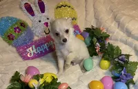 Olivia C.    #2, a male Chihuahua for sale in Seminole, OK – Photo 2 of 6