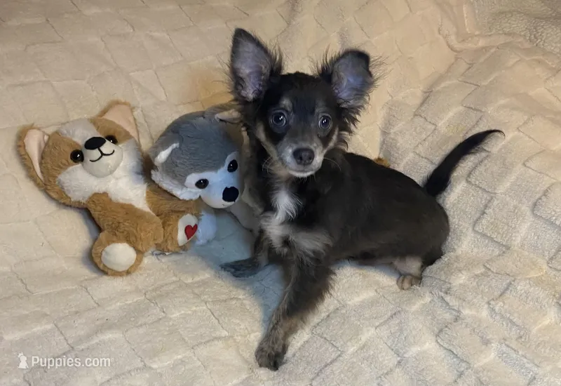 Olivia C.    # 1 – Chihuahua puppy for sale in Seminole, OK