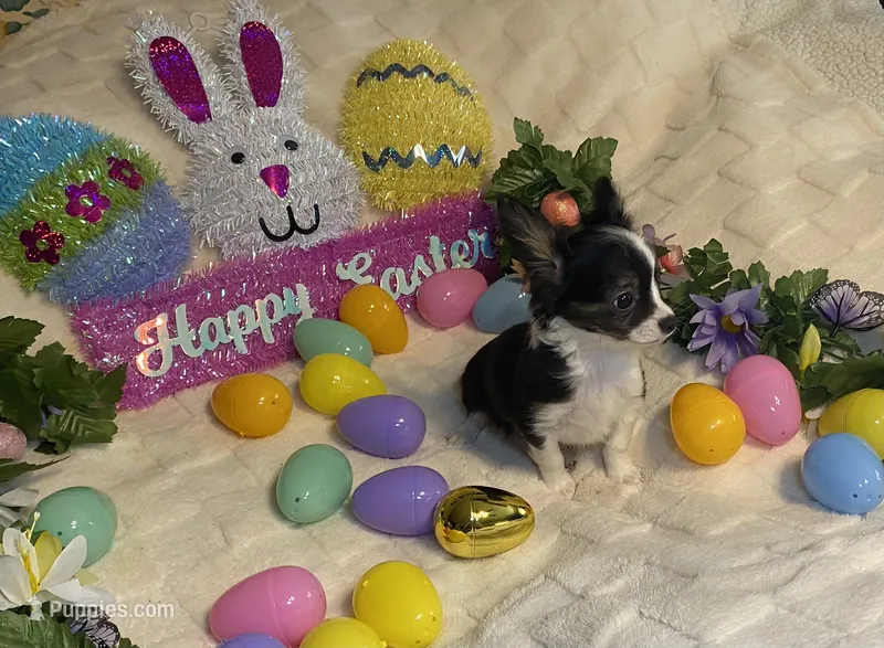 Lydia  # 1 – Chihuahua puppy for sale in Seminole, OK