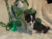 Lydia  # 1, a male Chihuahua for sale in Seminole, OK – Photo 6 of 6