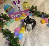 Lydia  # 1, a male Chihuahua for sale in Seminole, OK – Photo 2 of 6