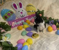 Lydia  # 1, a male Chihuahua for sale in Seminole, OK – Photo 3 of 6