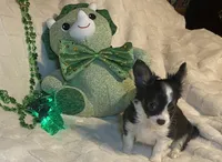 Lydia  # 1, a male Chihuahua for sale in Seminole, OK – Photo 4 of 6