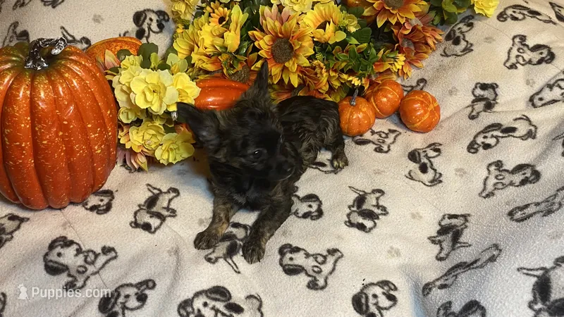 Alfred  Lydia #1 – Chihuahua puppy for sale in Seminole, OK