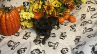 Alfred  Lydia #1, a male Chihuahua for sale in Seminole, OK – 1 of 9