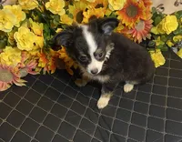 Brooklyn ( Olivia C # 3 ), a female Chihuahua for sale in Seminole, OK – 5 of 6