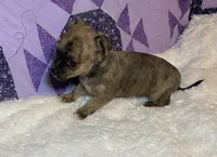 Abigail Lydia #4, a female Chihuahua for sale in Seminole, OK – 4 of 6