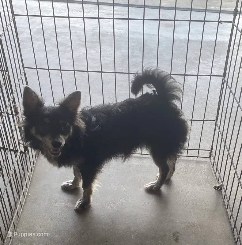 Olivia C.    # 1 – Chihuahua puppy for sale in Seminole, OK