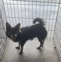 Olivia C.    # 1, a male Chihuahua for sale in Seminole, OK – 1 of 10